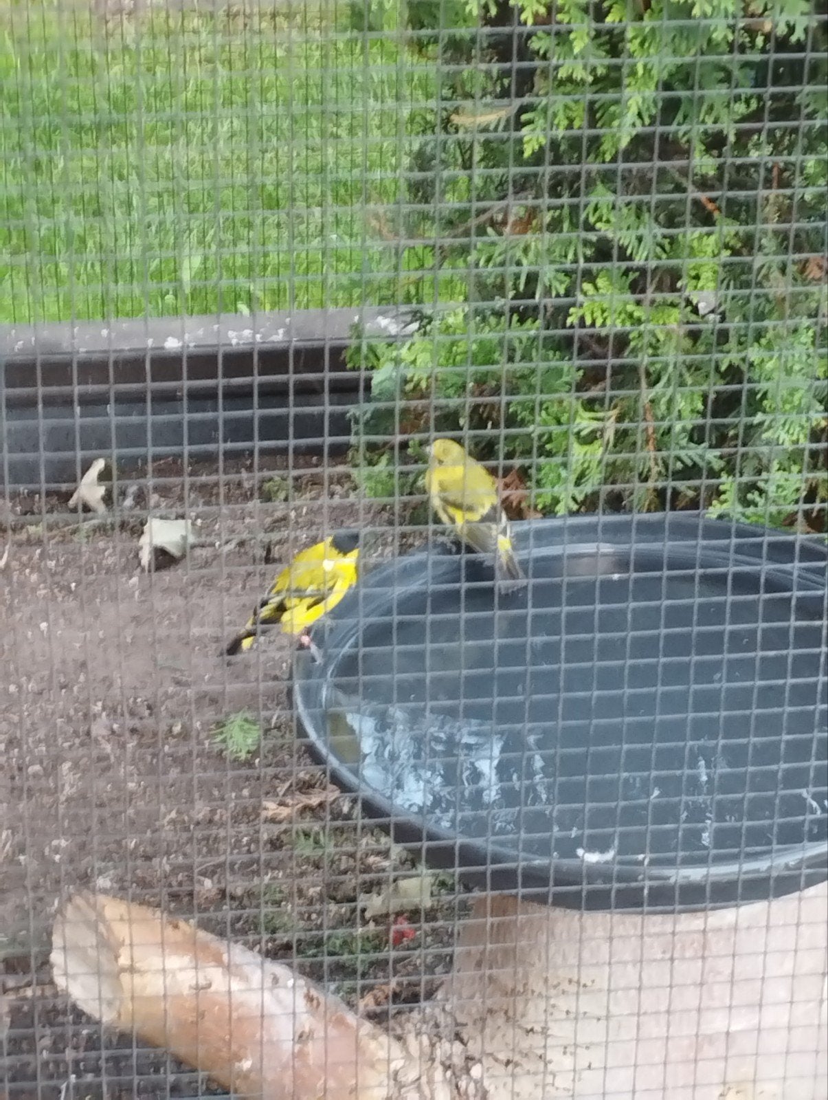 Yarrelsijsjes, Dieren en Toebehoren