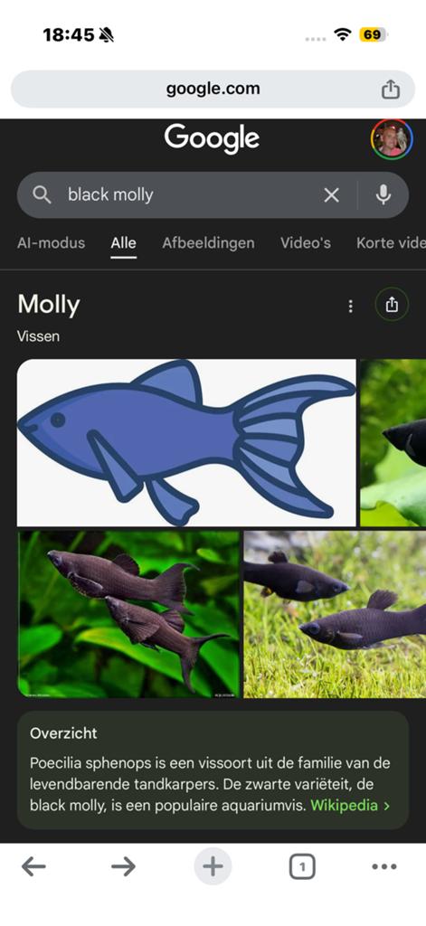 Mooie Black mollys te koop, Dieren en Toebehoren, Vissen | Aquariumvissen