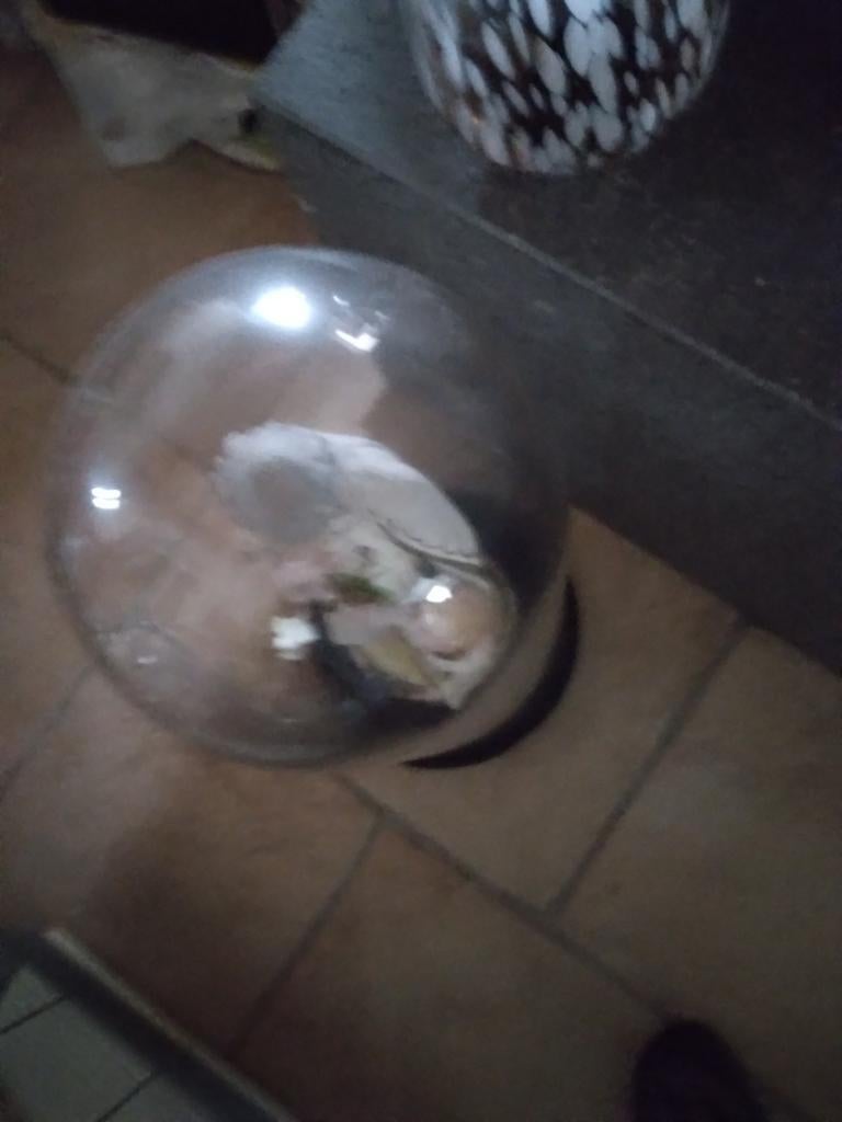 Hoge ronde globe met plaasteren jozef 58 cm, Enlèvement