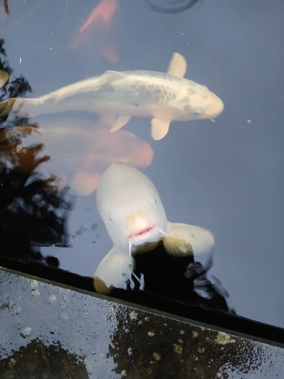 complete koivijver, Karper of Koi