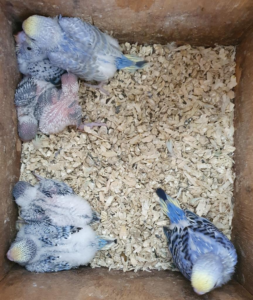 jonge grasparkieten om zelf handtam te maken, Dieren en Toebehoren, Geslacht onbekend, Parkiet