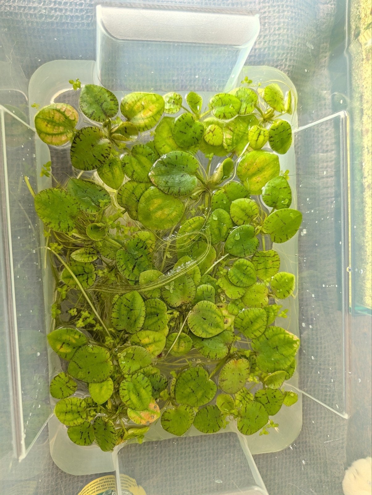 Drijfplanten (Limnobium laevigatum), Dieren en Toebehoren, Ophalen