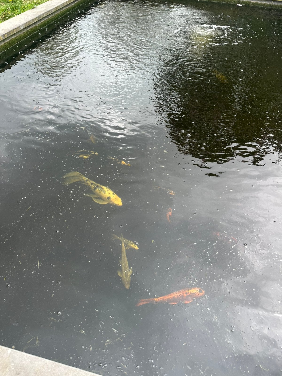 Koi’s, Ophalen, Nieuw