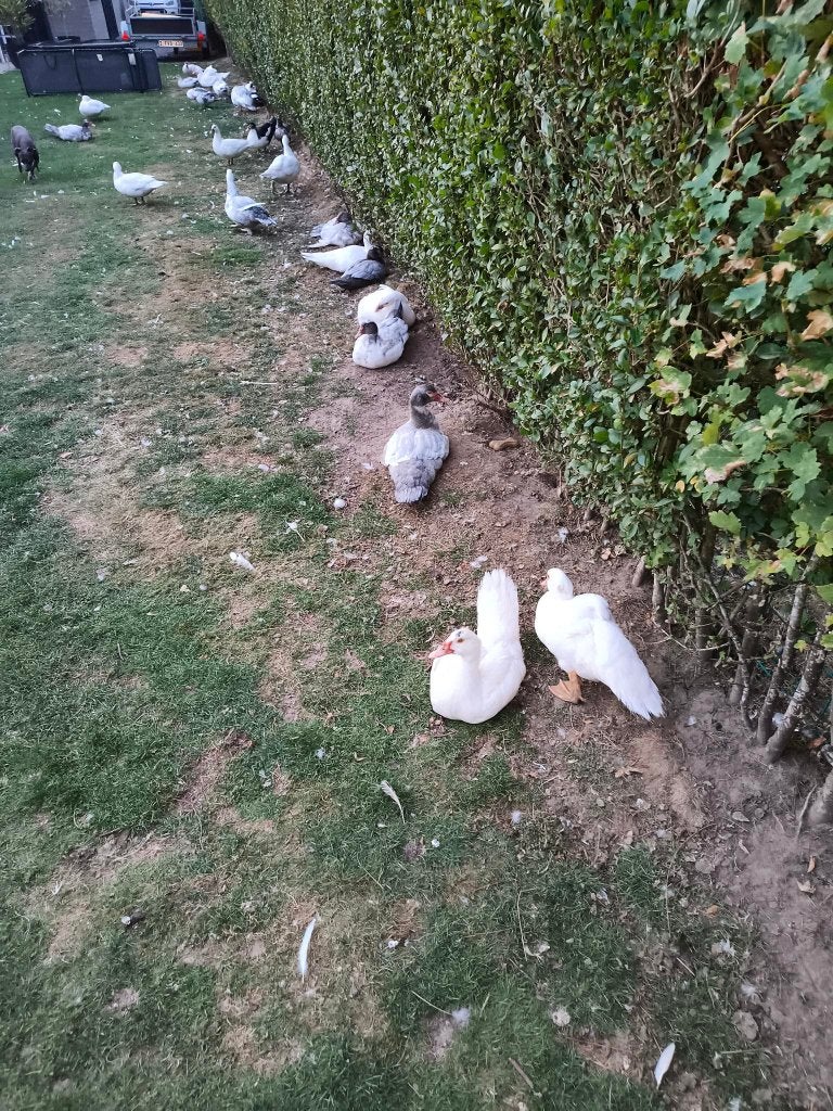 Barbarie eenden te koop, Dieren en Toebehoren, Meerdere dieren, Eend