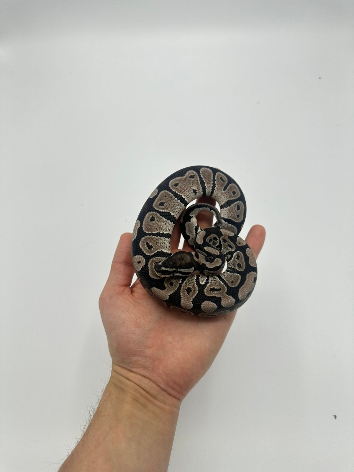 0.1 python regius - Axanthic vpi het pied