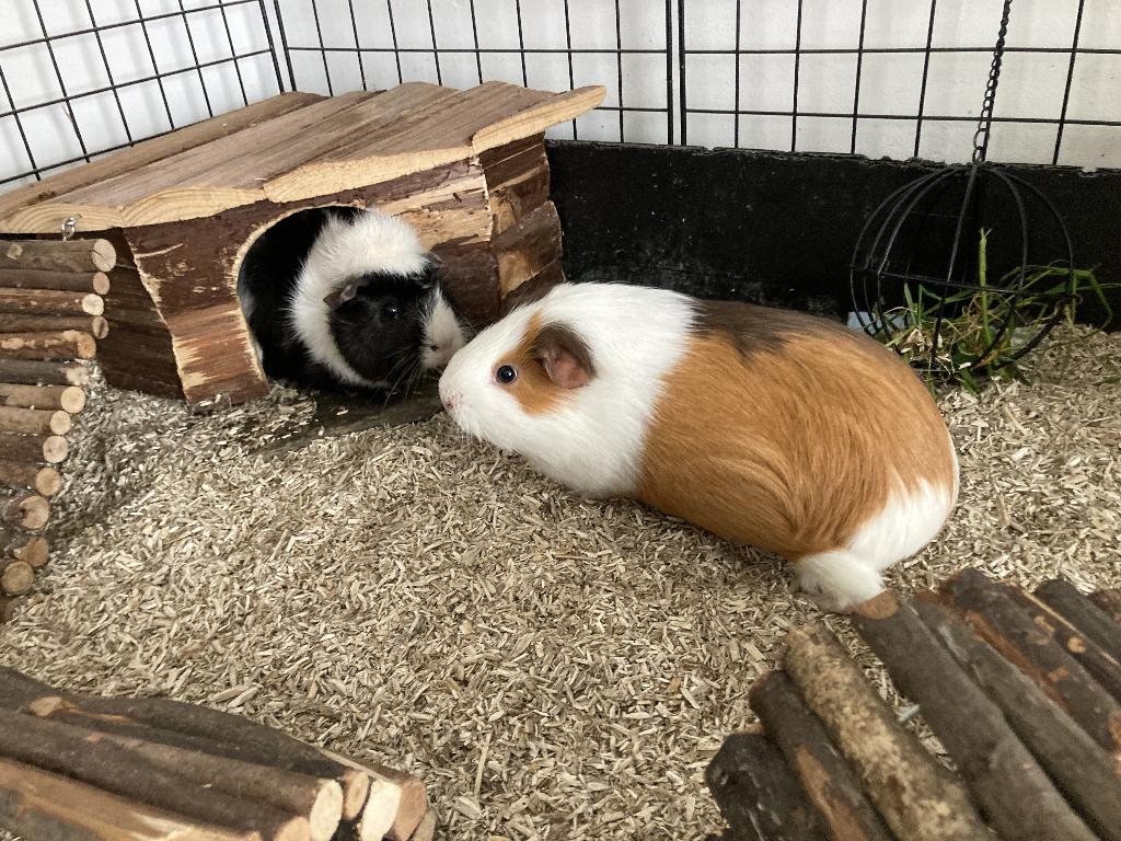 Cavia's + Kooi + Alle startbenodigdheden, Mei, Vrouwelijk, Cavia