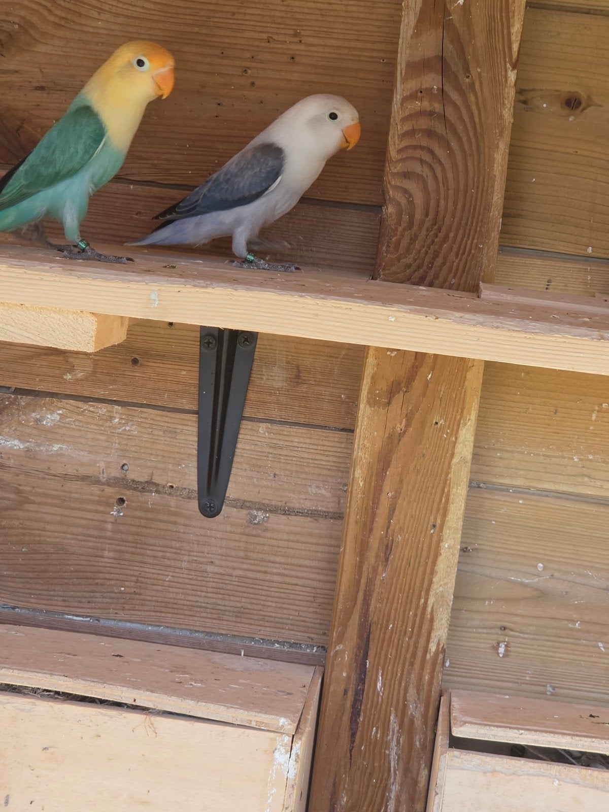 2x agapornis fischeris pop, Animaux & Accessoires