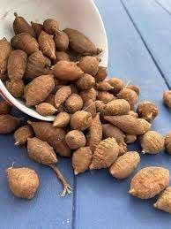 Indianenaardappel ( Apios americana ) P9, Tuin en Terras, Planten | Tuinplanten, Vaste plant, Klimplanten, Halfschaduw, Ophalen