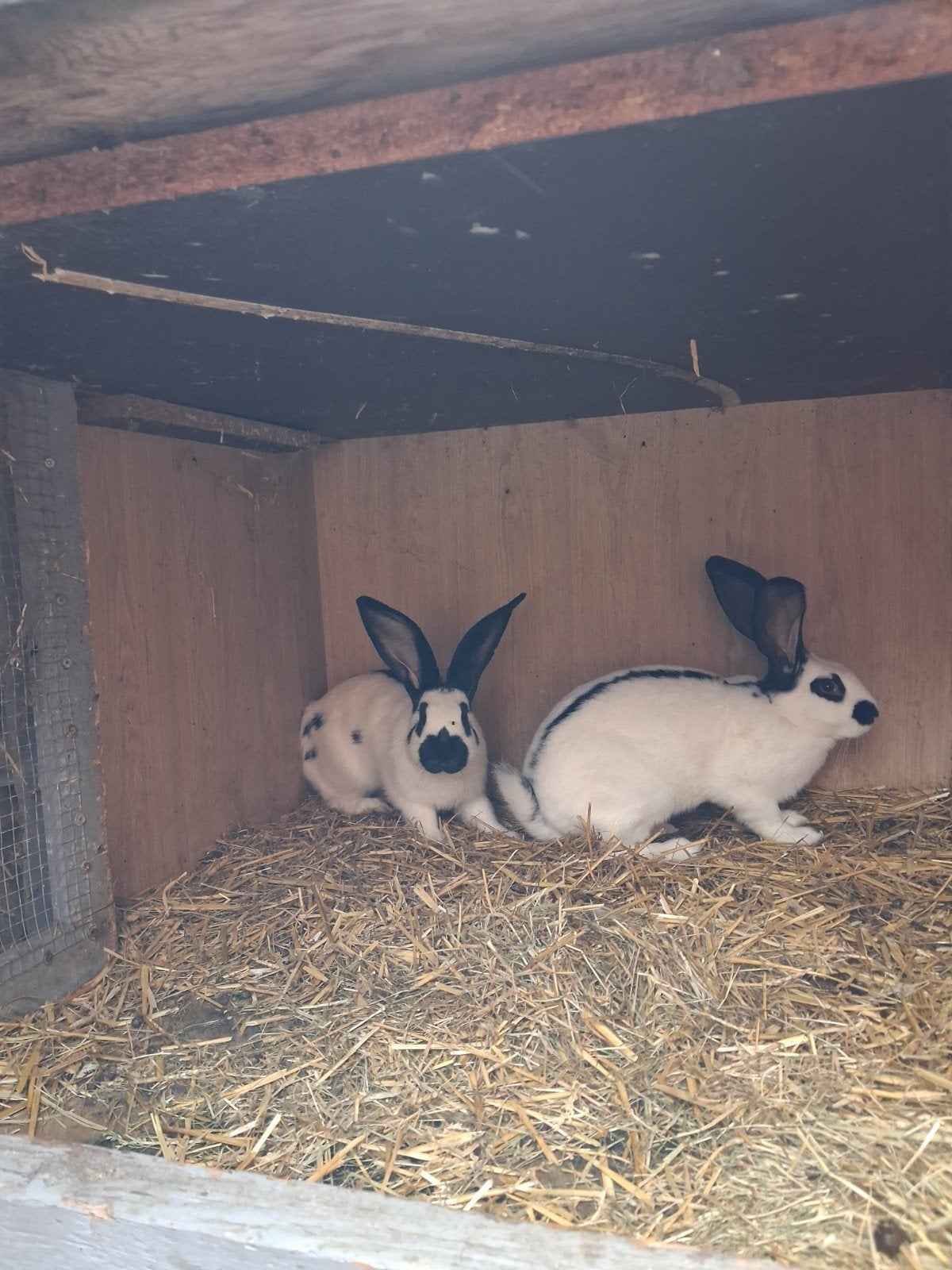 groot ras lotharige rammen 15 € per stuk, Grand