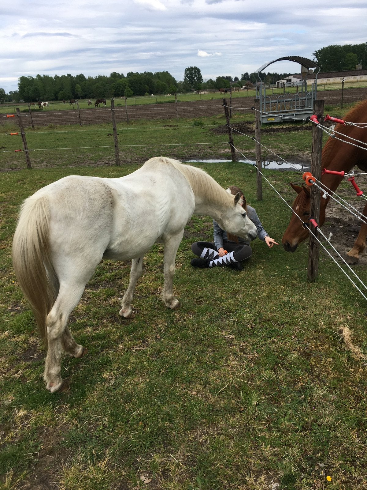 Gezocht kinderpony