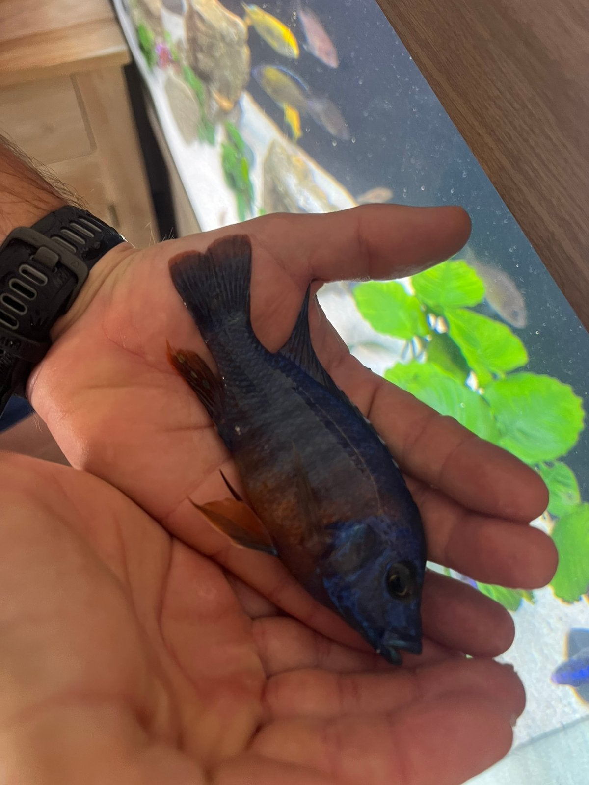 Aulonocara Multicolor OB