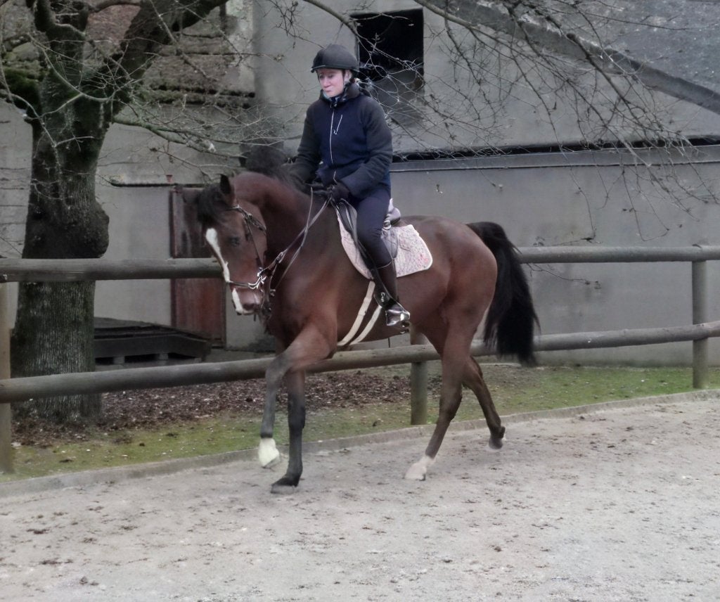 8 jarige springpaard met veel potentieel, Dieren en Toebehoren, Merrie, Springpaard, 7 tot 10 jaar, 165 tot 170 cm