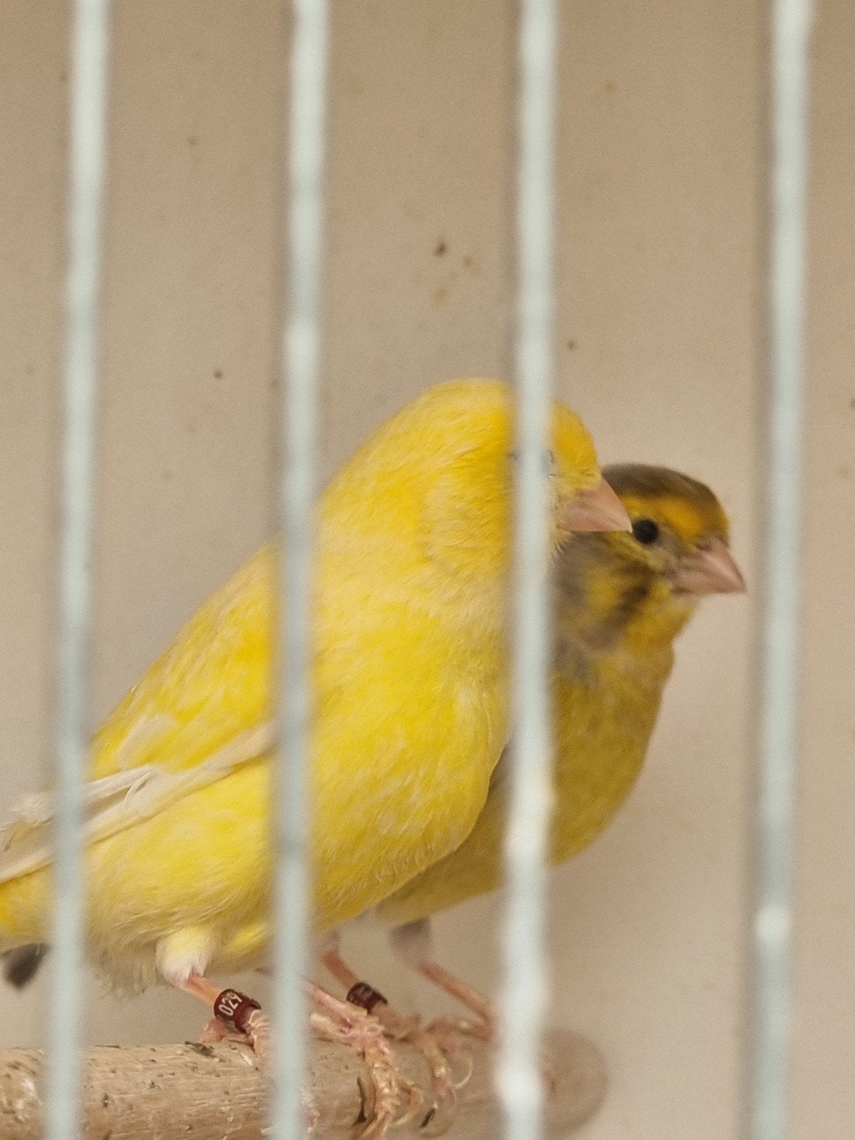Geel agaat mozaïek x Geel., Dieren en Toebehoren, Vogels | Kanaries, Kleurkanarie