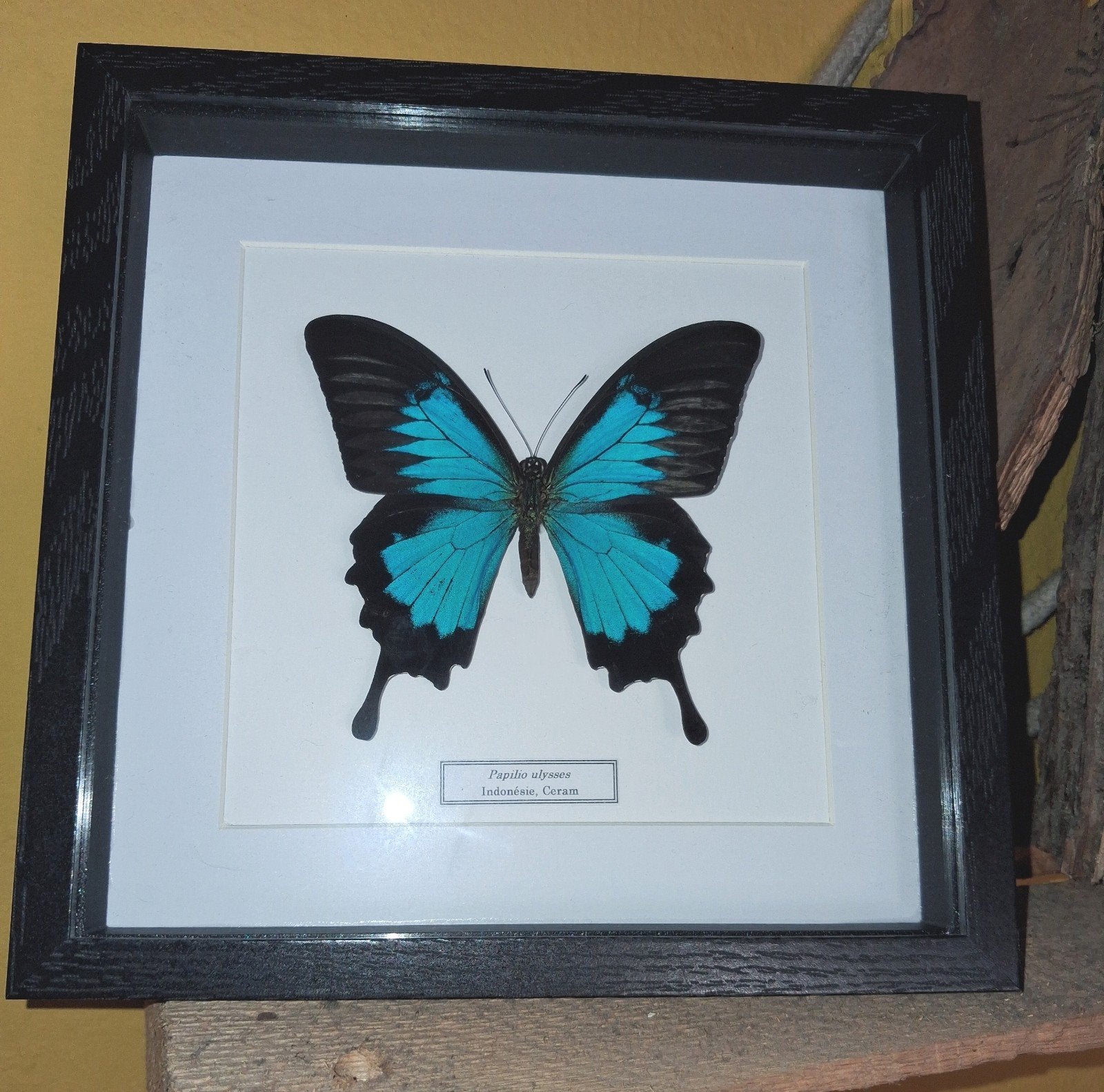 Papilio ulysses dans une boite vitree Collection insectes, Enlèvement ou Envoi