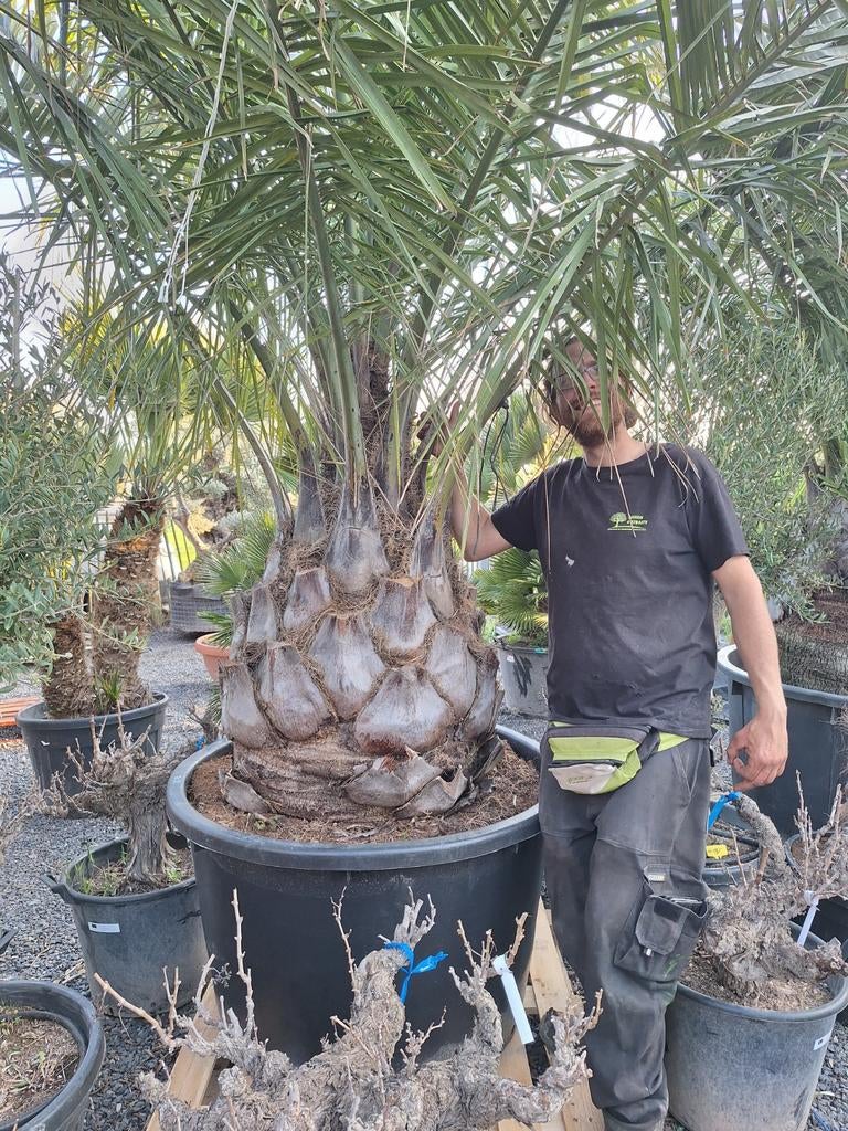 Jubaea Chilensis XXL, Tuin en Terras, Planten | Bomen, Ophalen of Verzenden