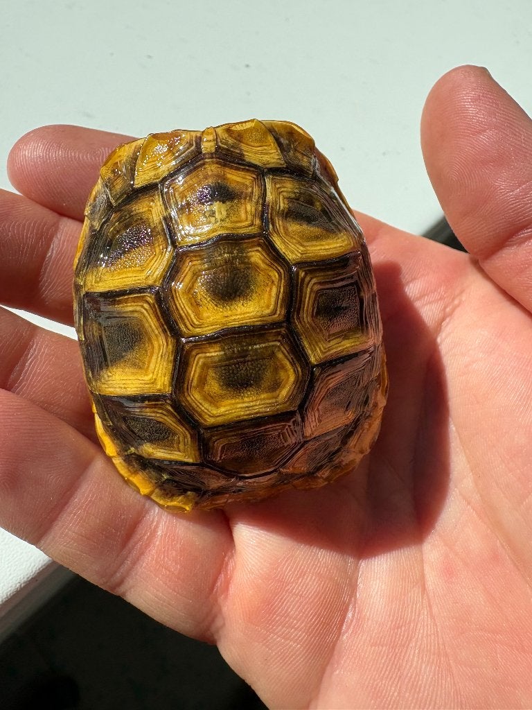 Nakweek Griekse landschildpad ‘22 te koop, Schildpad, 3 tot 6 jaar