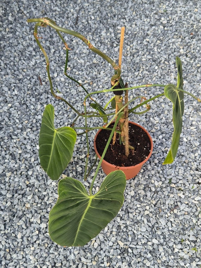 Philodendron Melanochrysum, Ophalen