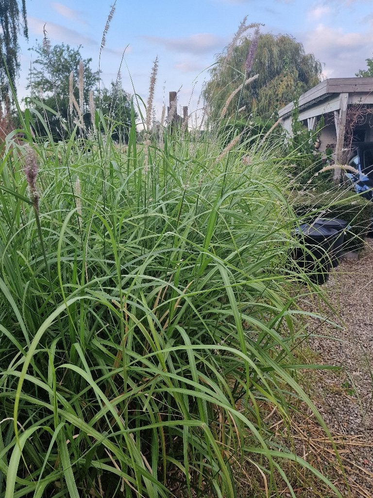 Siergrassen, Tuin en Terras, Ophalen, Volle zon, Vaste plant, Siergrassen