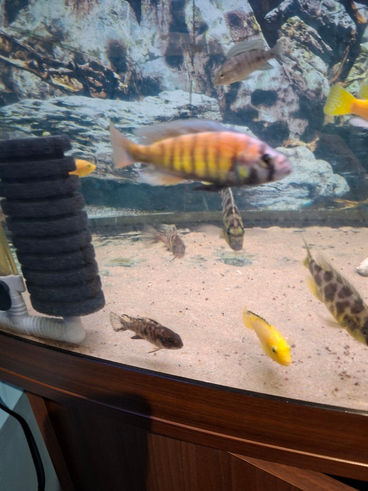 Cichlides victora haplochromis nyererei, Animaux & Accessoires, Poissons | Poissons d'aquarium
