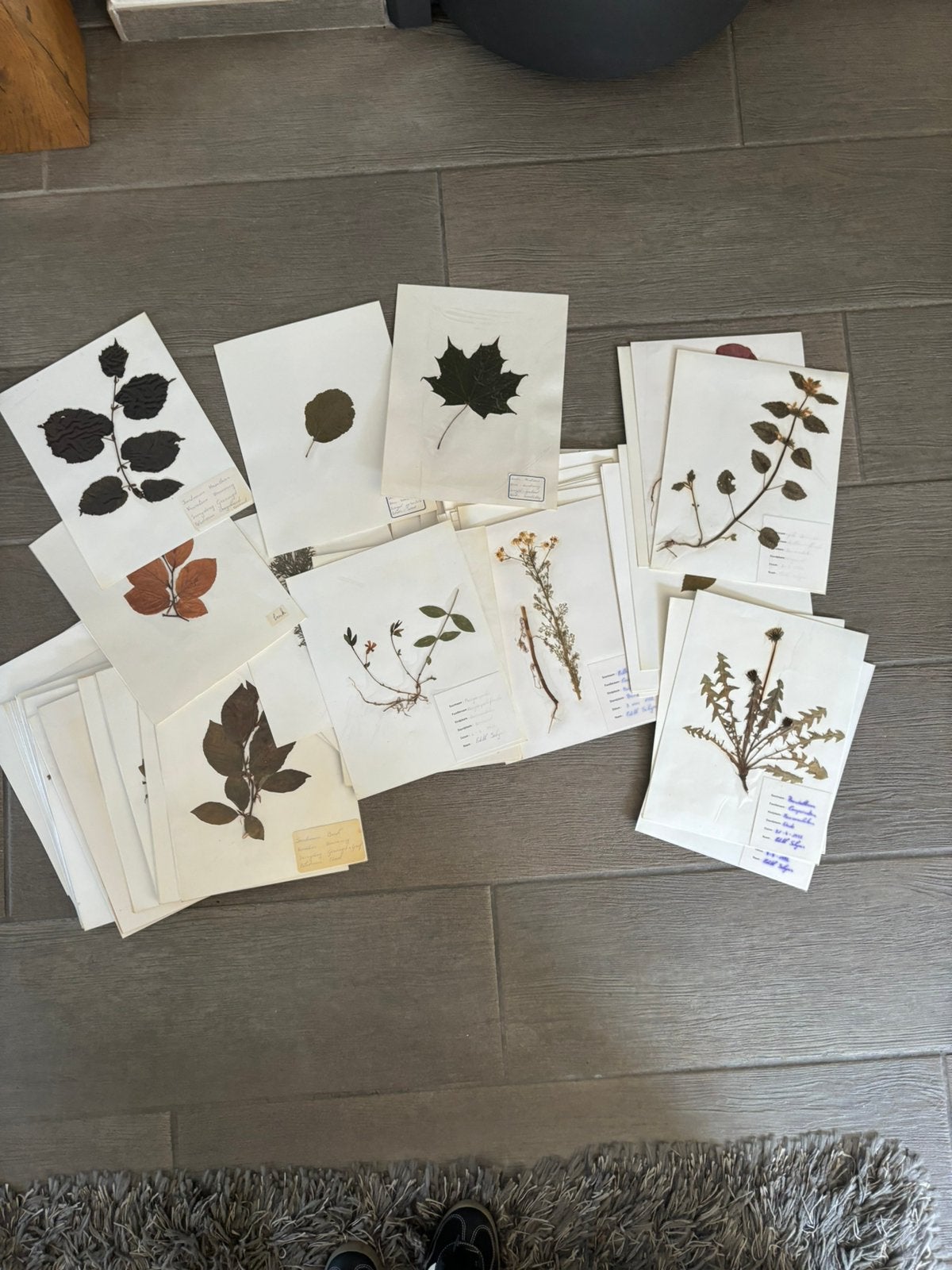 Volledig herbarium bloemen en bomen, Hobby en Vrije tijd, Scrapbooking, Ophalen of Verzenden, Gebruikt