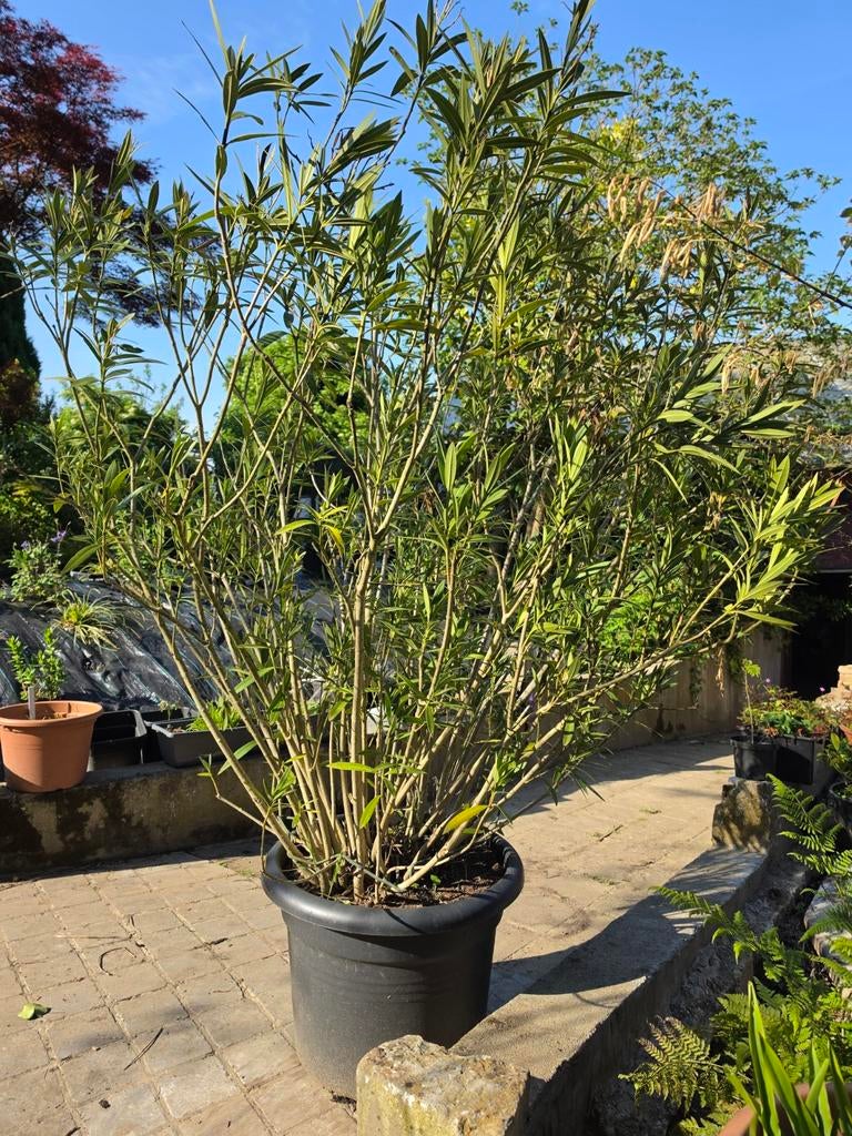 Zeer grote oleander (zalmrose), Tuin en Terras, Planten | Tuinplanten, Ophalen