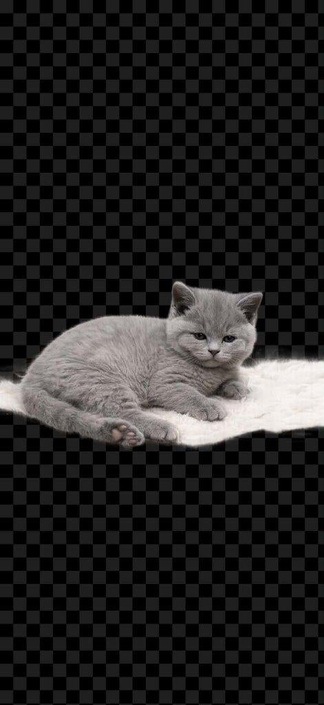 Prachtige Britse Korthaar Kittens Beschikbaar, Dieren en Toebehoren, Katten en Kittens | Raskatten | Korthaar, Meerdere dieren