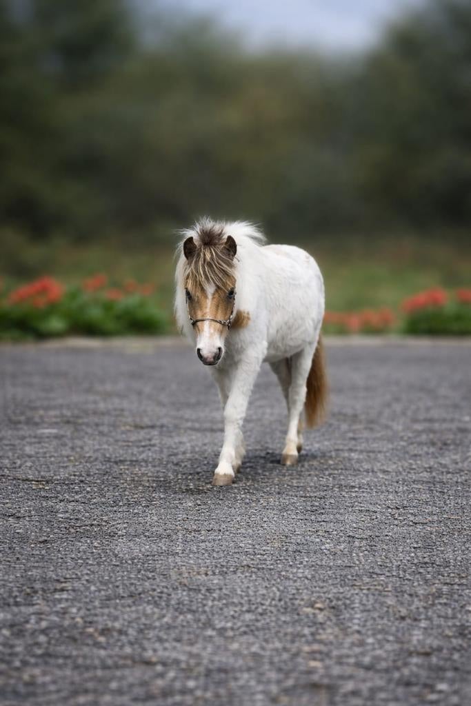 Mini-cheval