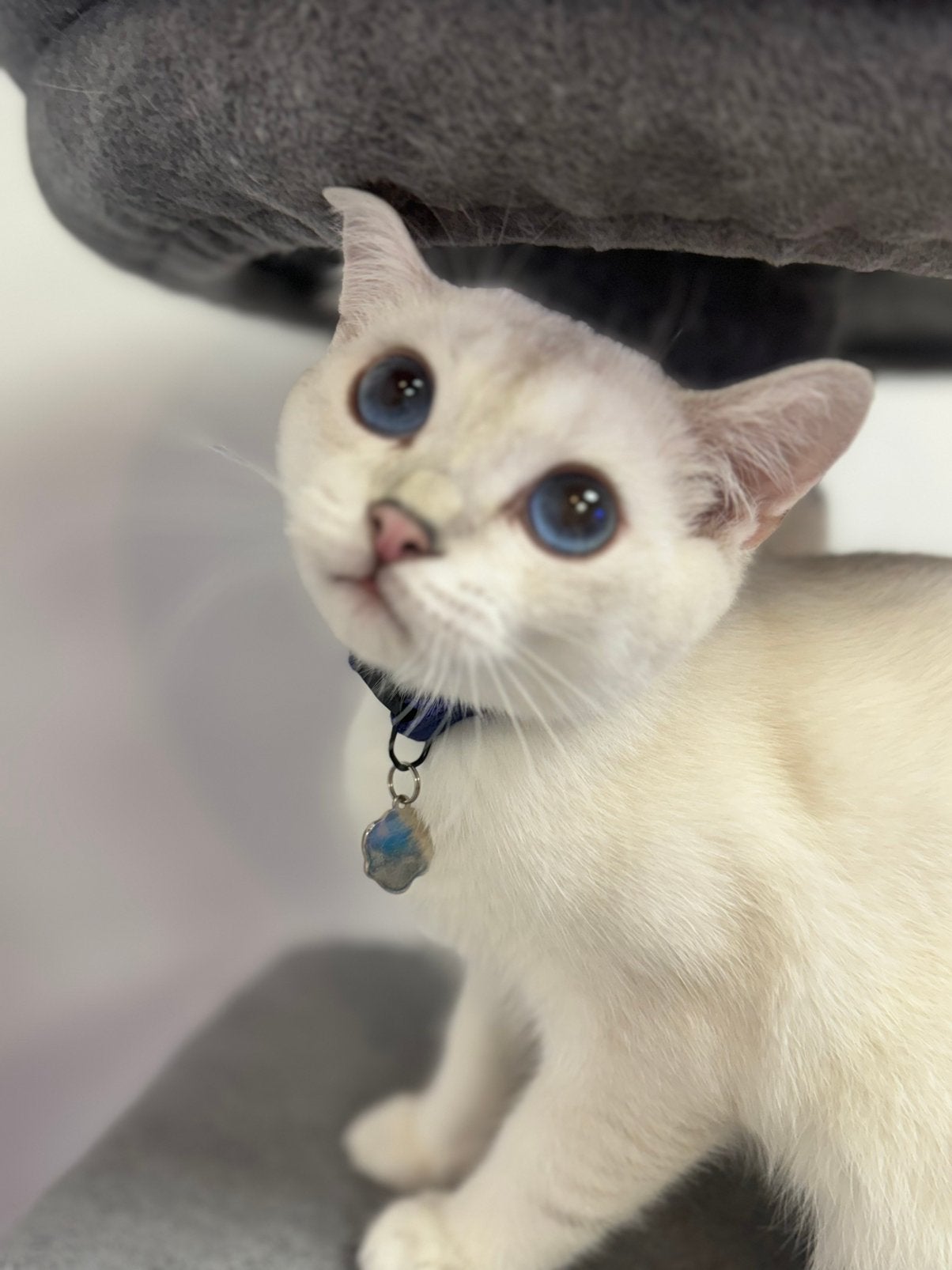 kitten Britse korthaar katers, Chat, Avec puce électronique, 0 à 2 ans