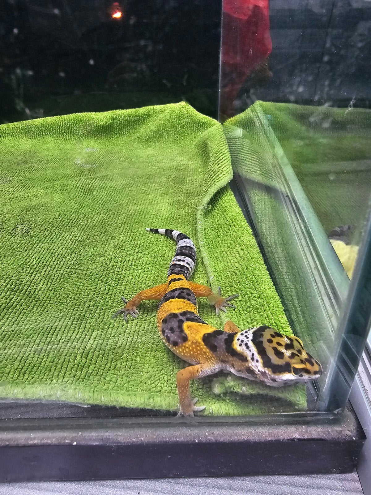 luipaardgekko baby I1, Hagedis, Tam, 0 tot 2 jaar