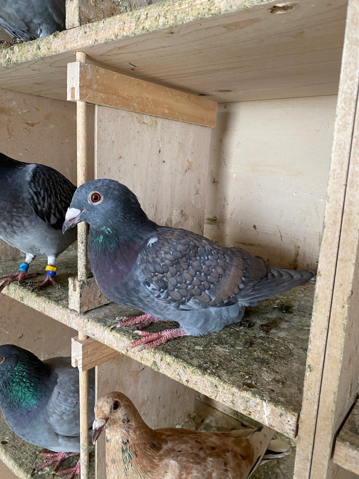Kleurpost duiven, Mâle, Pigeon voyageur