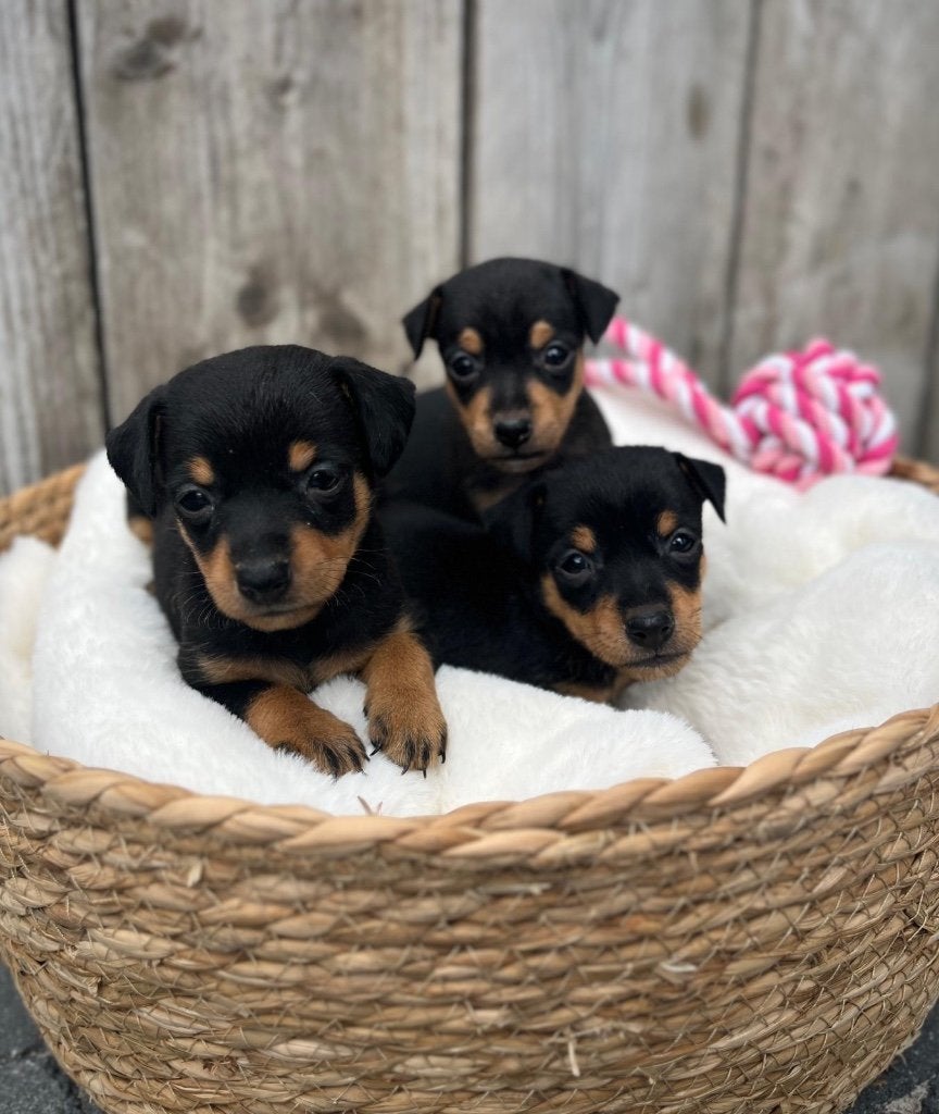 Prachtige dwergpinscher pups, Dieren en Toebehoren, Honden | Bulldogs, Pinschers en Molossers, Parvo, België, Overige rassen, 8 tot 15 weken