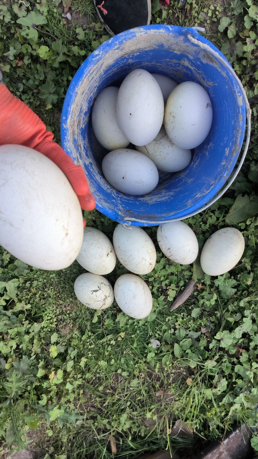 Oeufs de Nandou, Dieren en Toebehoren, Ophalen
