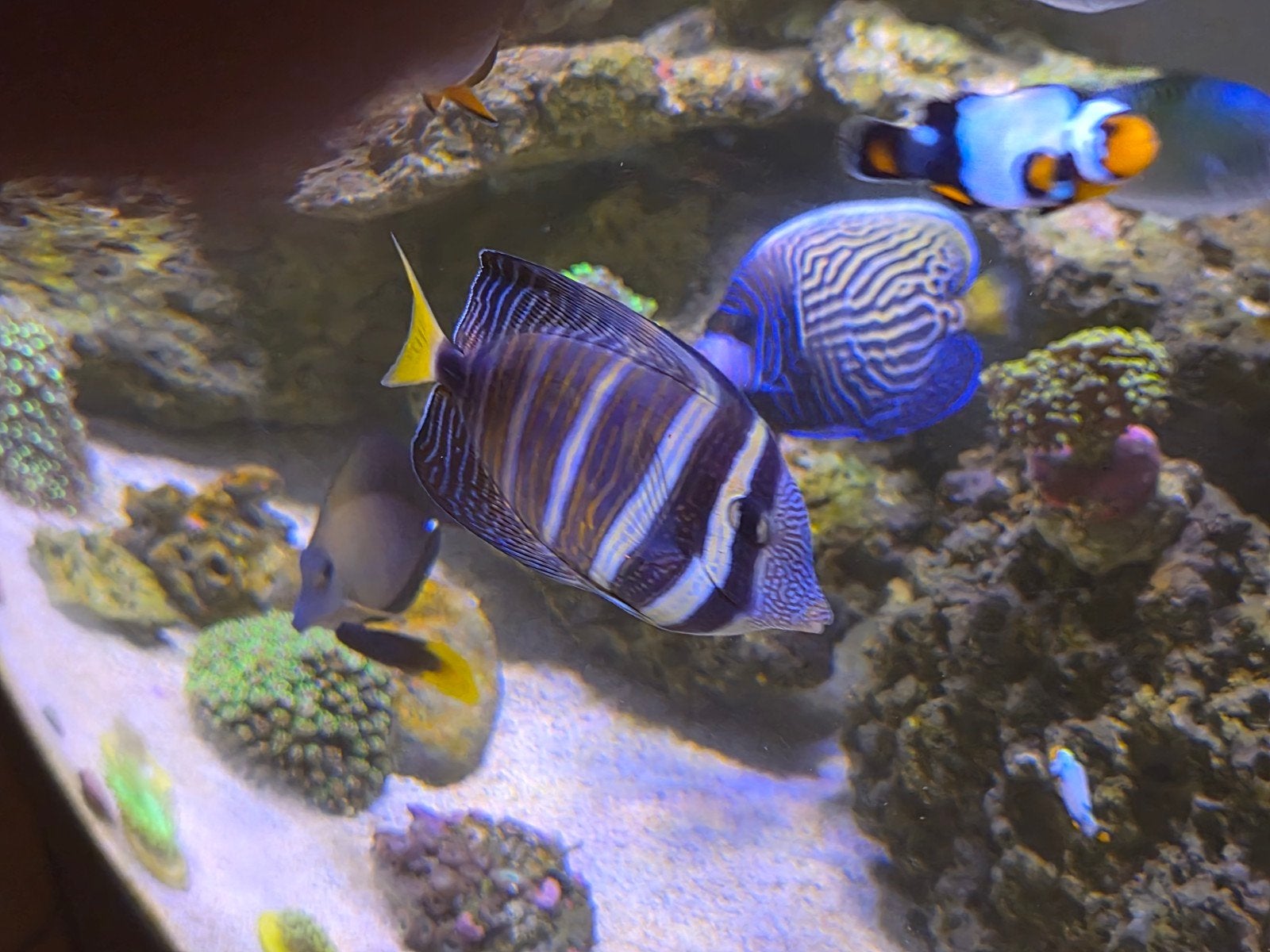pomacanthus emperator, Dieren en Toebehoren