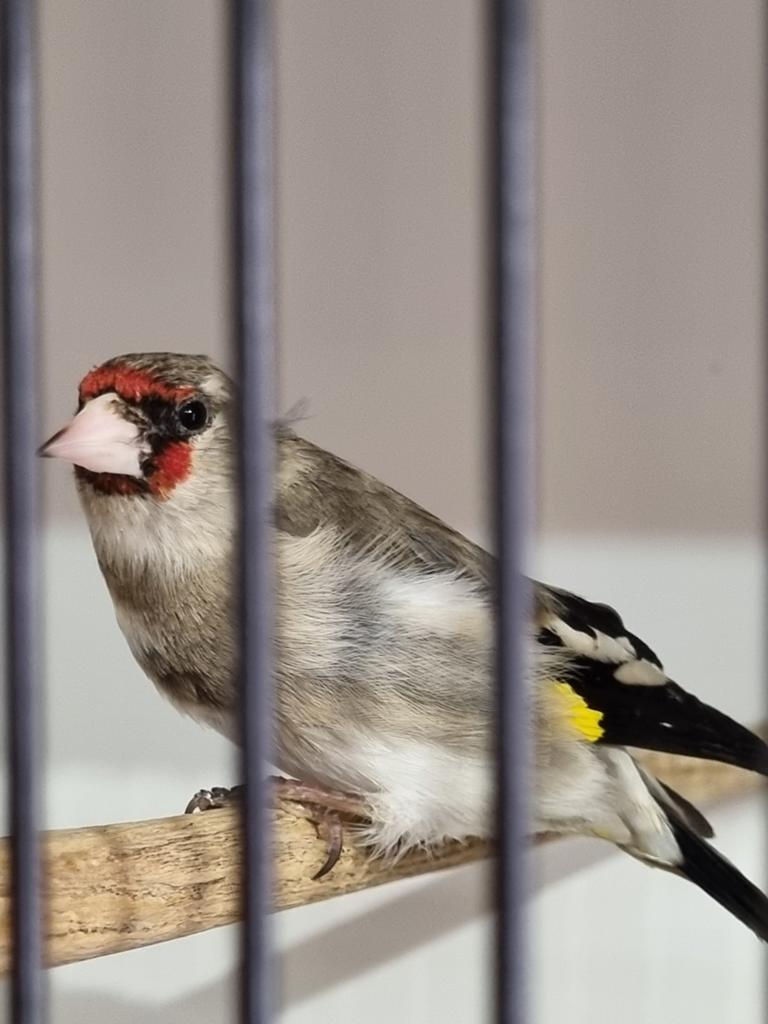Gezocht pop van grijskopputter ze zat dood op haar nest, Dieren en Toebehoren