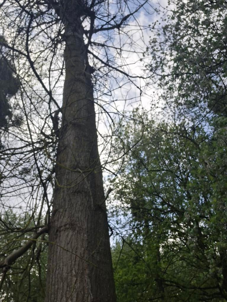 Canadas, Tuin en Terras, Brandhout, Ophalen