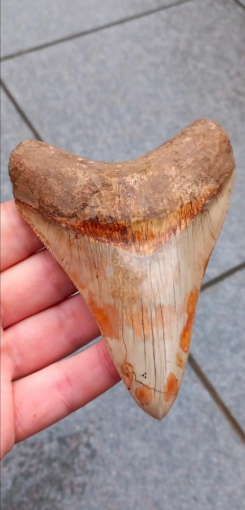 Megalodon haaientand fossiel uit Indonesië, Ophalen of Verzenden, Fossiel