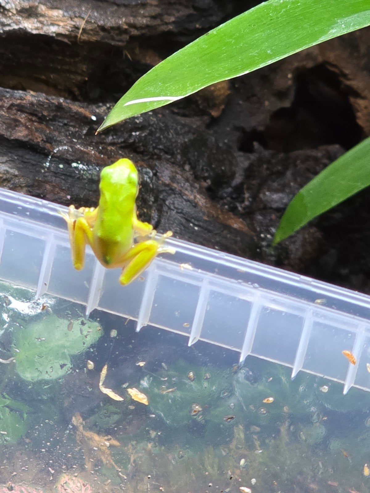 Groene boomkikker (Hyla cinerea) – NLNK 2025

Ben je op zoek