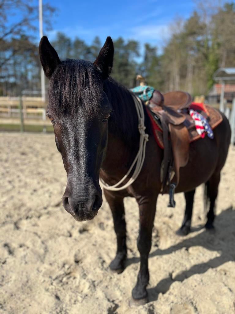 Lieve ruin te koop, Animaux & Accessoires, Chevaux, Hongre, Débourré, 11 ans ou plus, Avec puce électronique, Vermifugé, Vacciné