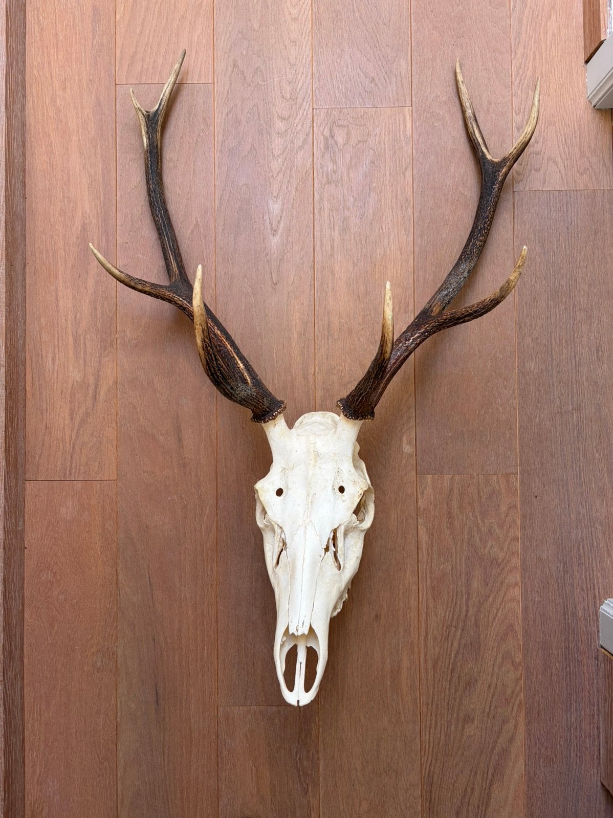 Gewei, Enlèvement, Comme neuf, Cerf, Bois ou Tête