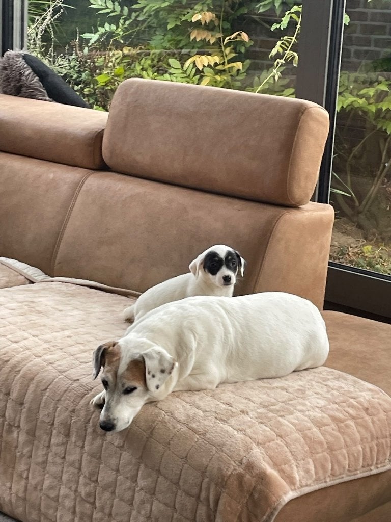 Jack russell pups, Maladie de Carré (chiens), 8 à 15 semaines, Plusieurs, Éleveur | Loisir
