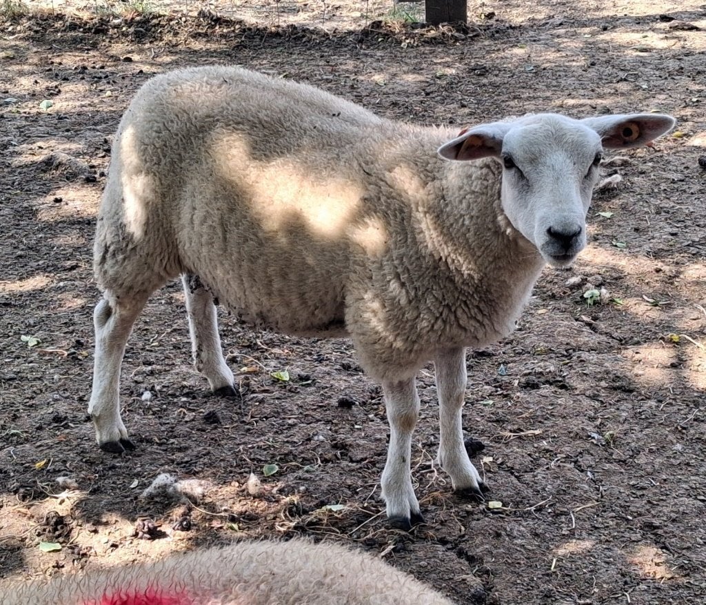 Swifter stamboek ooilam te koop, Dieren en Toebehoren, Vrouwelijk, Schaap, 0 tot 2 jaar