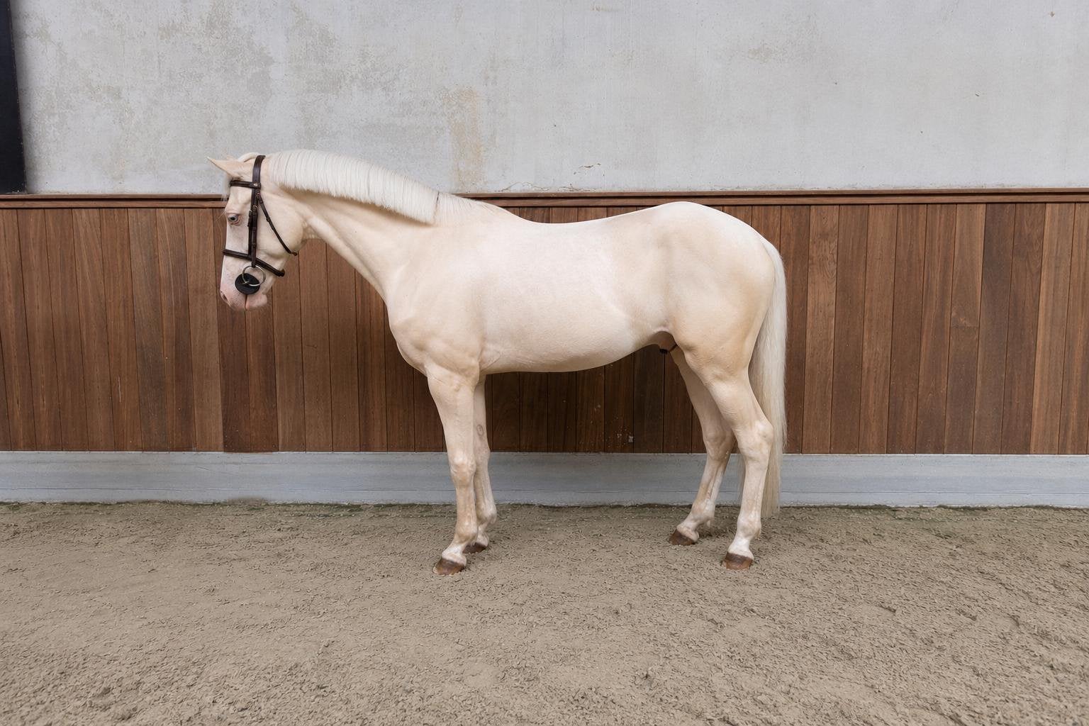 Aparte sportpony!, Dieren en Toebehoren, Pony's, Ruin, D pony (1.37m tot 1.48m), Met stamboom, 3 tot 6 jaar