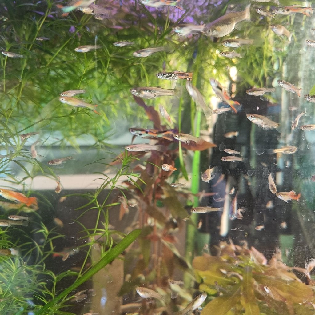 endler guppys 25 stuks, Dieren en Toebehoren, Vis, Zoetwatervis