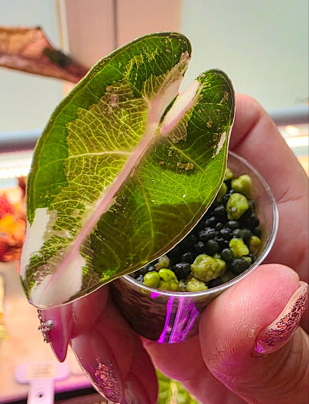 Alocasia Bambino pink variegata, Maison & Meubles, Plantes d'intérieur, Enlèvement ou Envoi