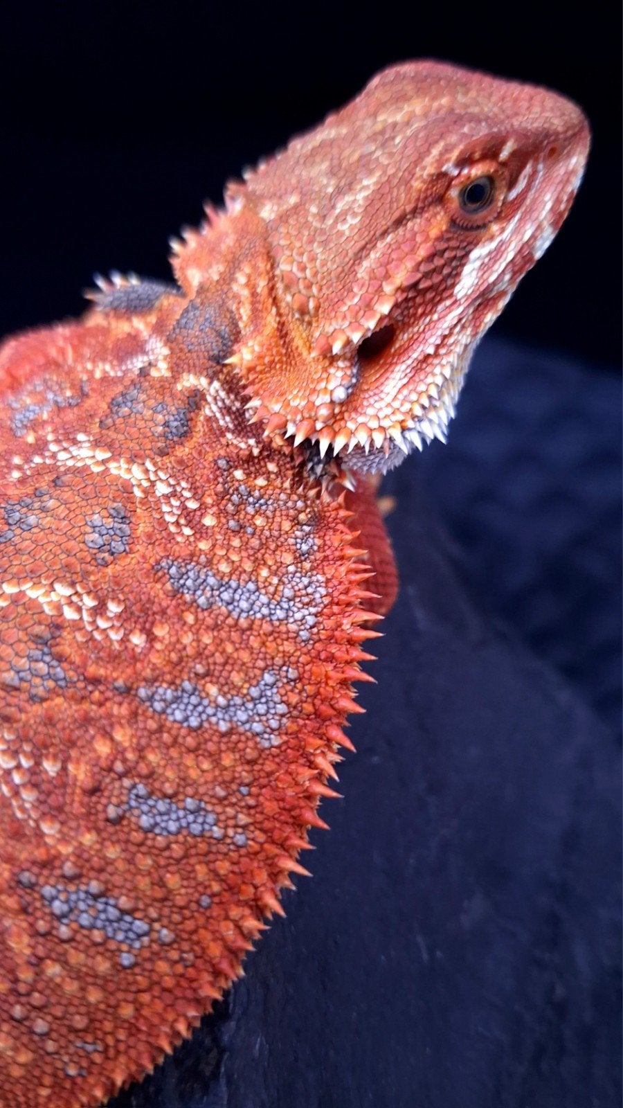 50% Red Monster Extreme Blue Tiger Baardagaam Man E