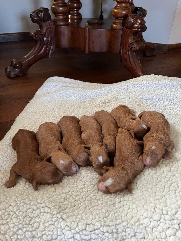 Australian Labradoodle Pups Beschikbaar, Maladie de Carré (chiens), Autres races, 8 à 15 semaines, Plusieurs