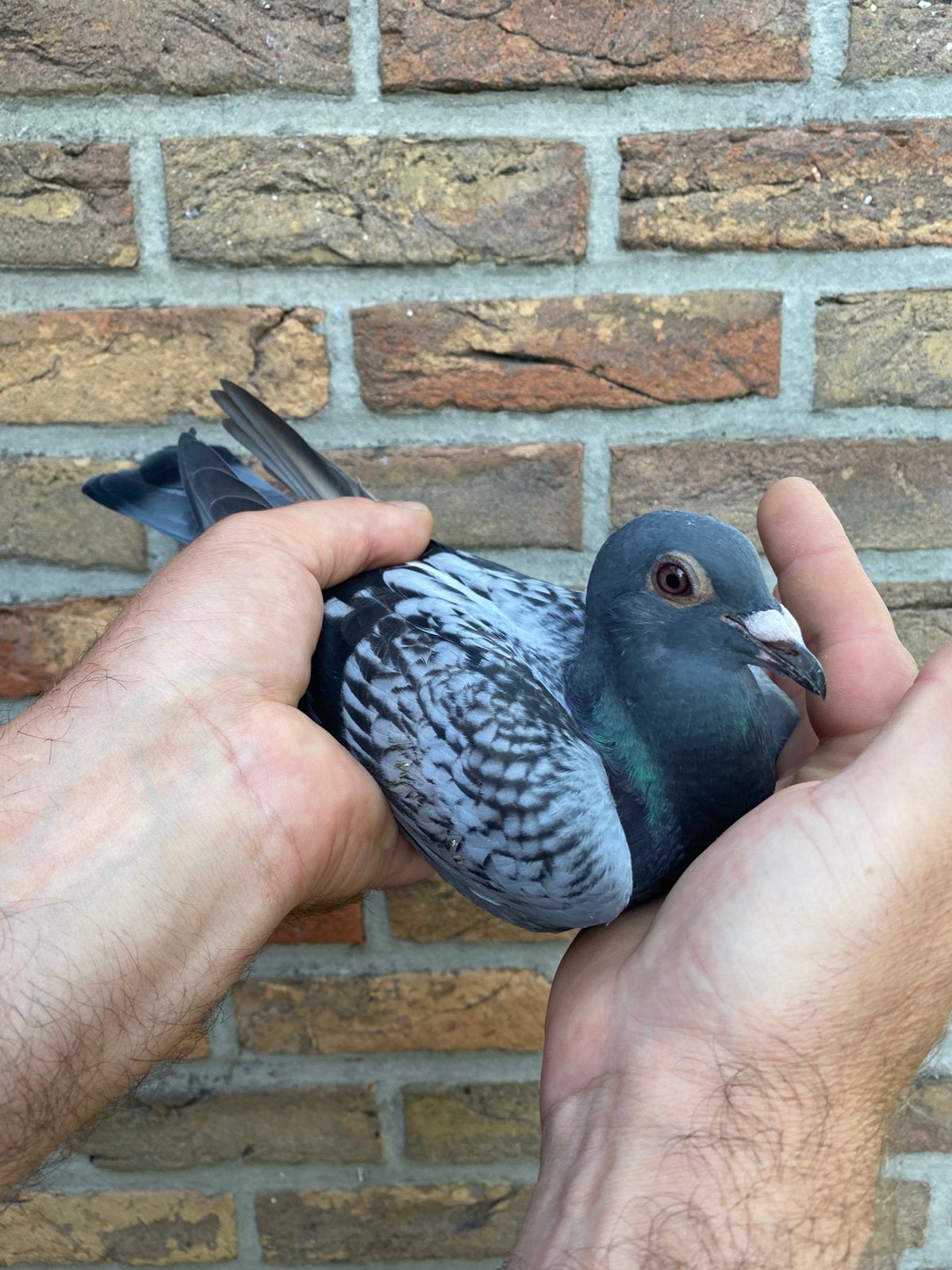 Horloge Hooyman 2026, Mâle, Pigeon voyageur
