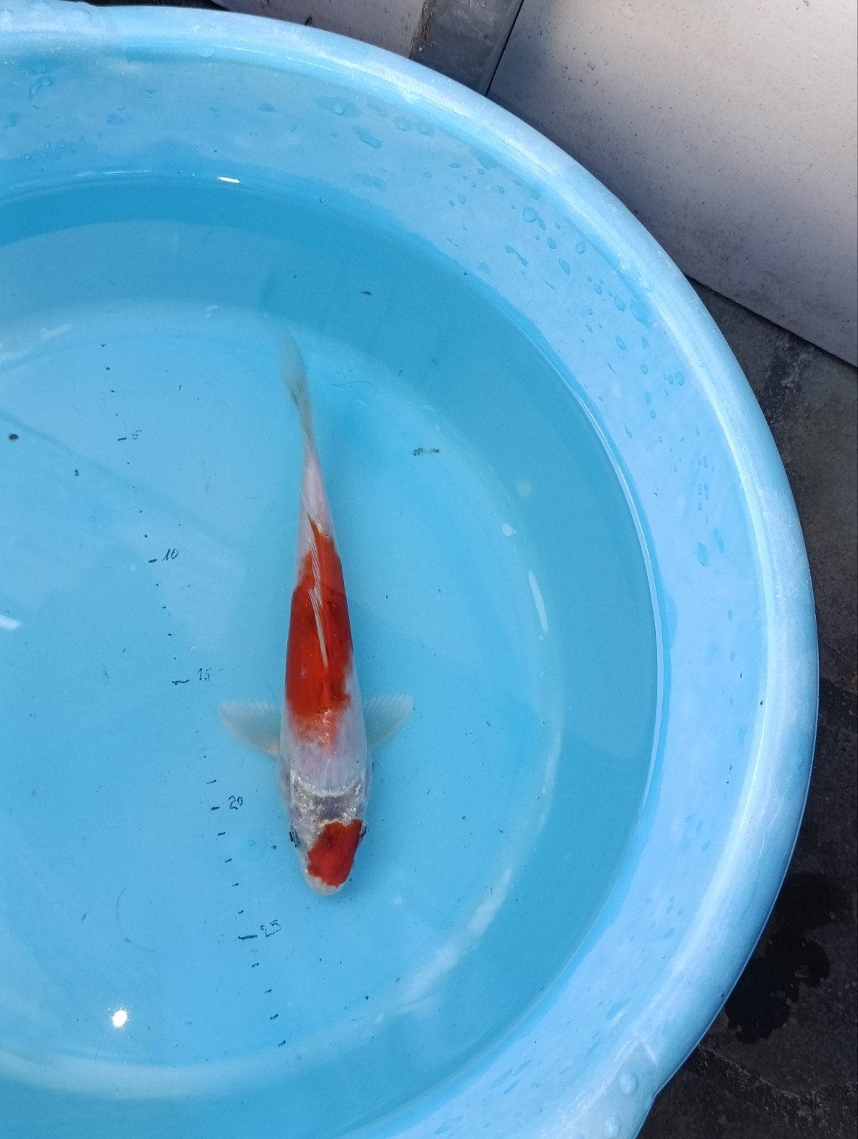 Japanse koi, Dieren en Toebehoren, Vissen | Vijvervissen