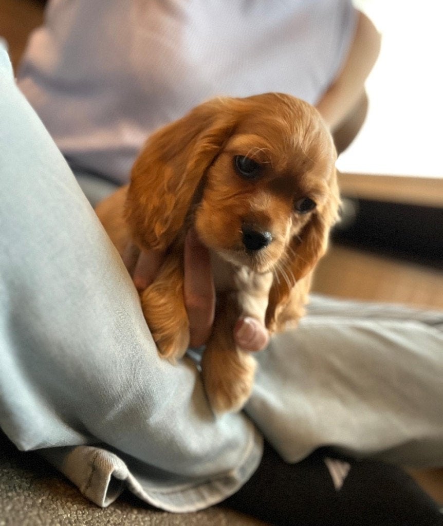 Prachtige Amerikaanse cocker spaniël pup, Parvo, België, 8 tot 15 weken, Meerdere