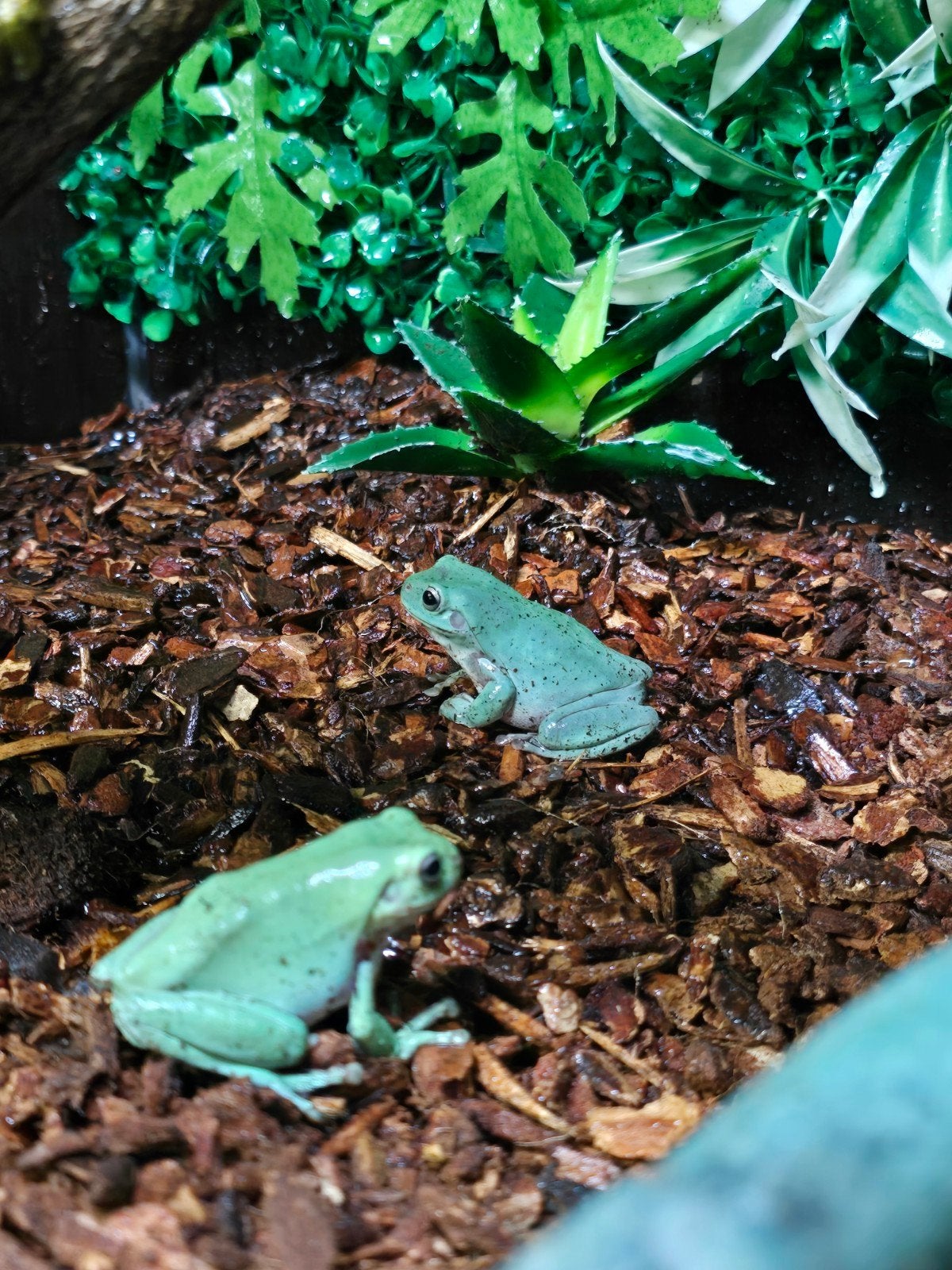 Koraalteenboomkikker (Litoria caerulea) – NL nakweek 2026, Animaux & Accessoires, Reptiles & Amphibiens, Amphibien